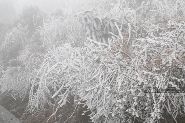 [广西要闻]广西发布道路结冰黄色预警 桂北出现冰雪景观