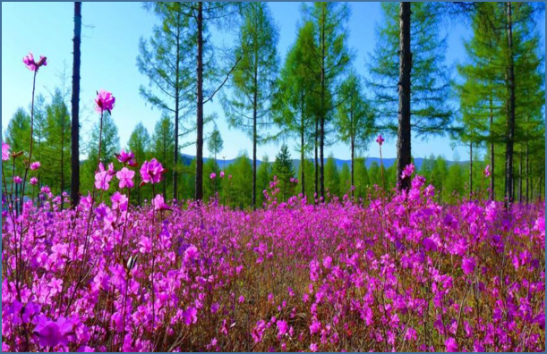 北国春光 花开龙江｜黑龙江春季旅游产品特色满满