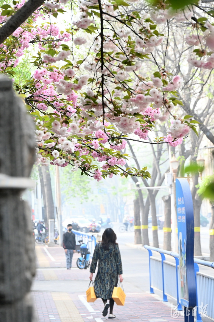 河北石家庄：加快花城建设