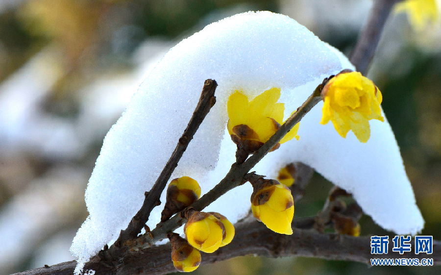 洛阳：踏雪寻梅 正当时