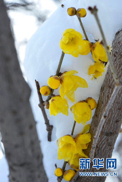 洛阳：踏雪寻梅 正当时