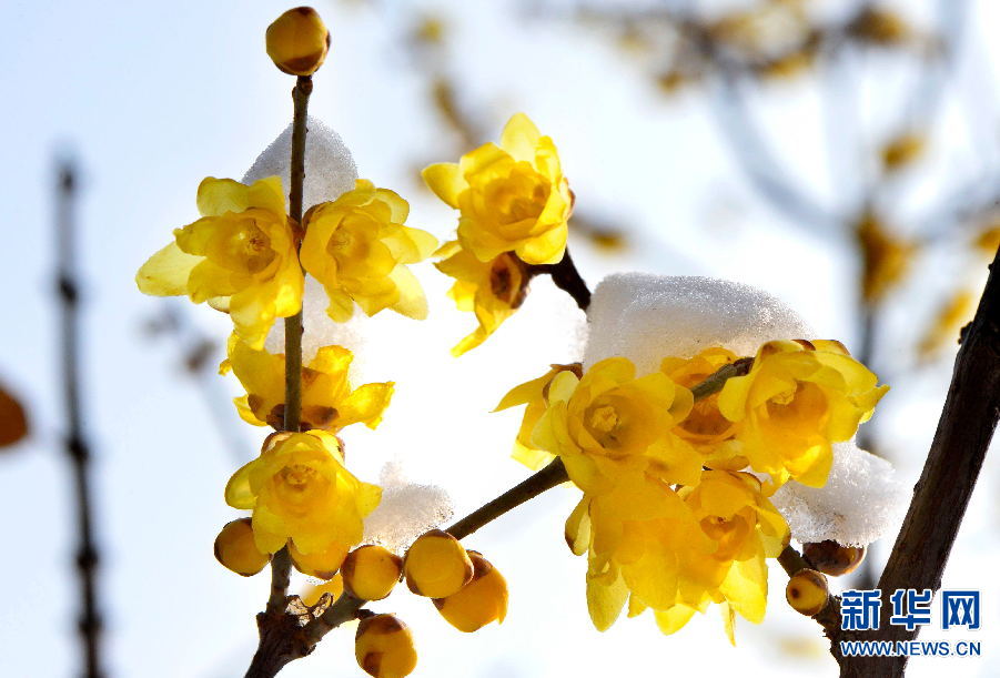 洛阳：踏雪寻梅 正当时