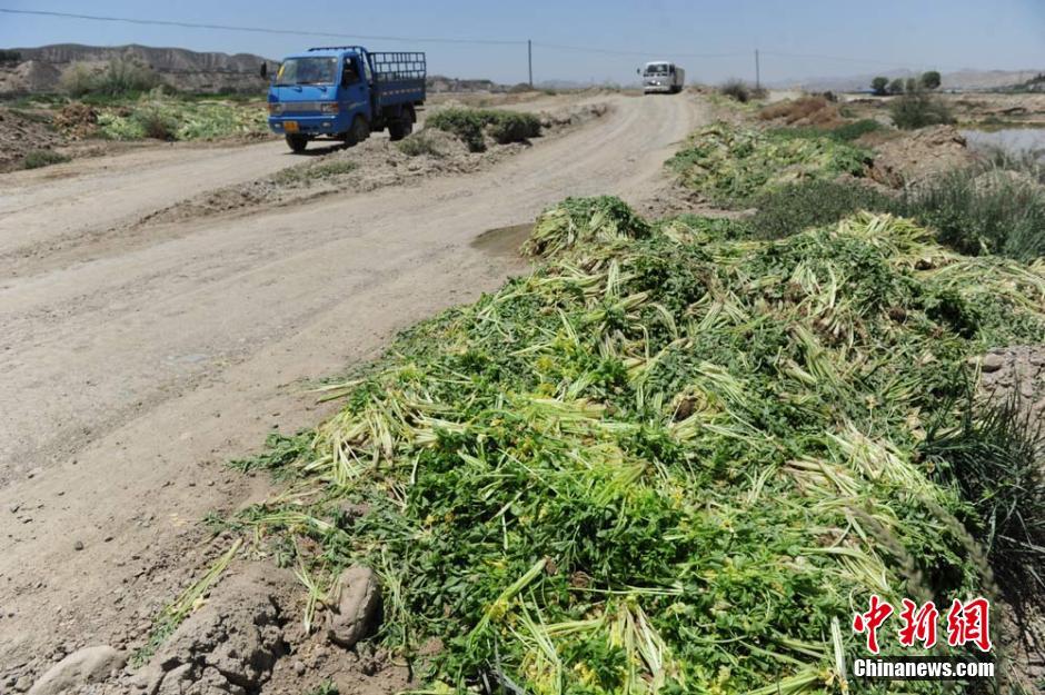 甘肃榆中菜价暴跌 大量新鲜蔬菜被弃路边