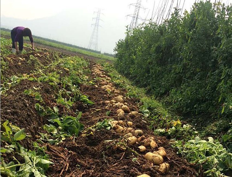 葫芦岛大寨乡马铃薯：关外土豆“薯”辽西