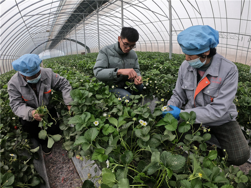 郑州荥阳：特色农业带动乡村旅游_fororder_GOPR2170_副本_副本