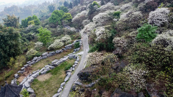 【原创】重庆荣昌：古佛山上桐子花开 踏青赏花正当时_fororder_图片5(1)