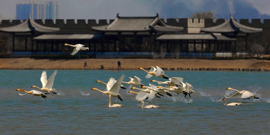 河南商丘：群鸟翔集 碧水古城入画来