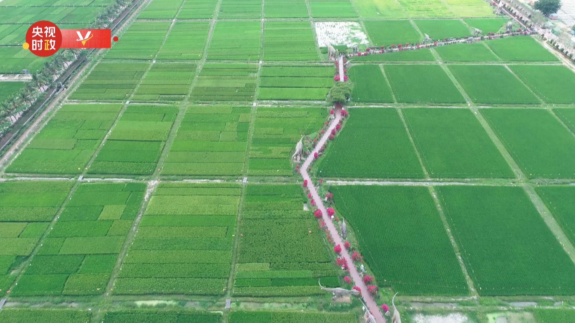 习近平海南行丨植根“南繁硅谷” 做强种业“芯片”——走进崖州湾种子实验室