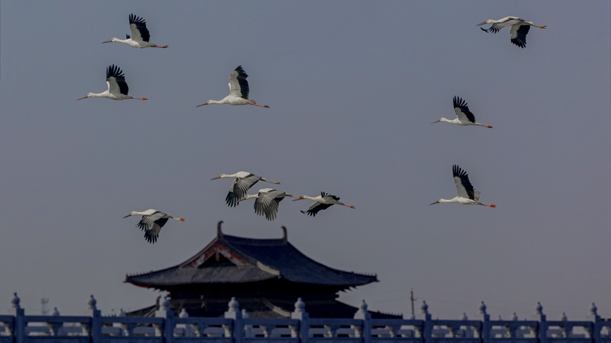 河南商丘：群鸟翔集 碧水古城入画来