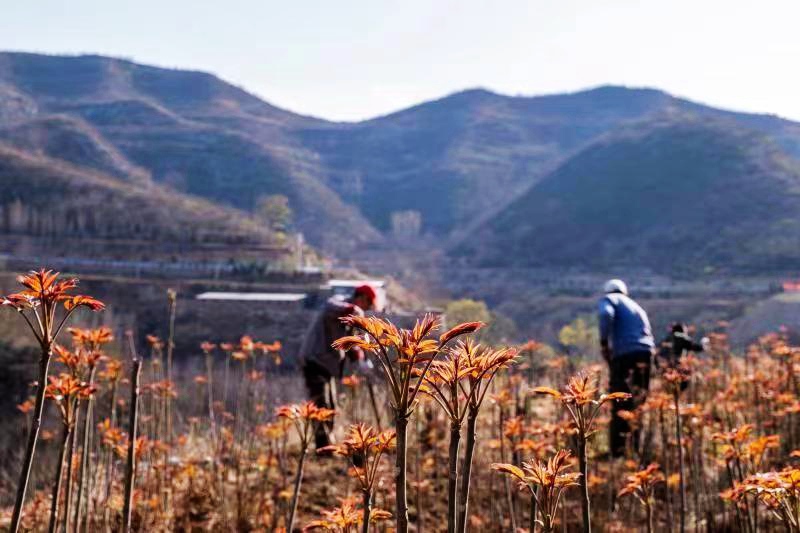 河南鹤壁：太行之春椿漫山