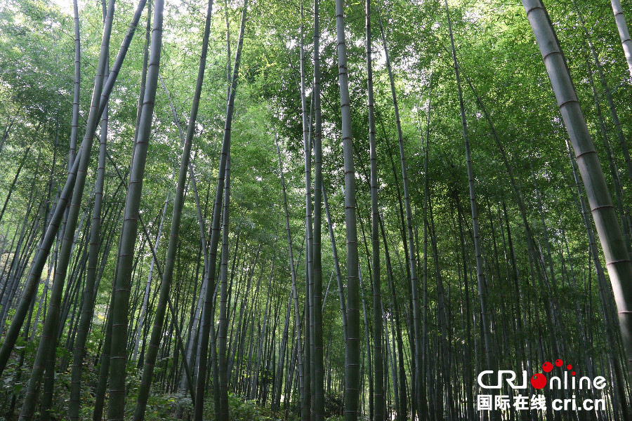 畅游江苏 美丽乡村：天堂南山 梦幻竹海