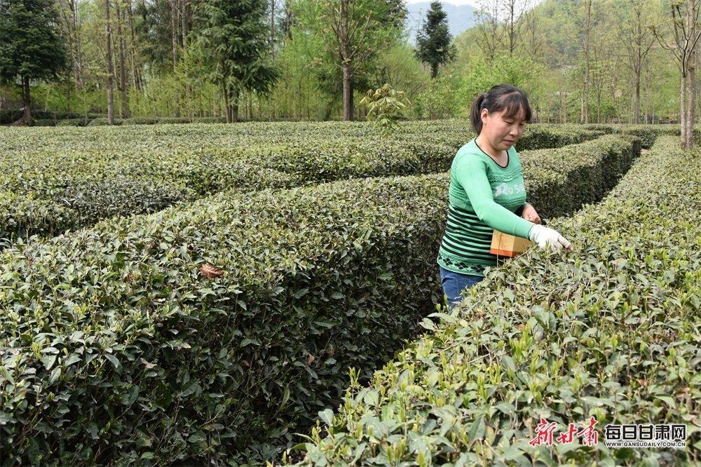 【县域图文列表】康县阳坝镇茶农采收忙