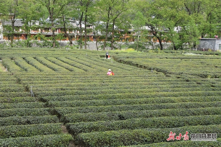 【县域图文列表】康县阳坝镇茶农采收忙