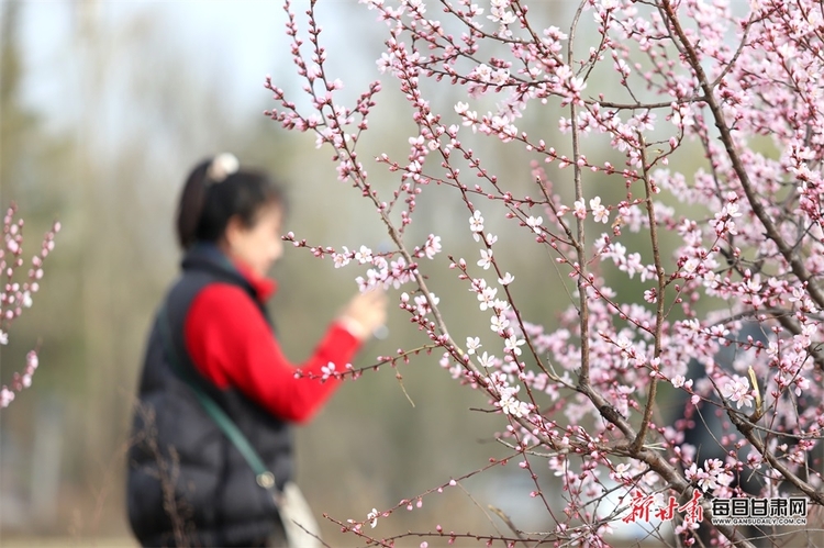 【平凉列表+文旅图文列表】平凉：灼灼桃花开 四方游客来