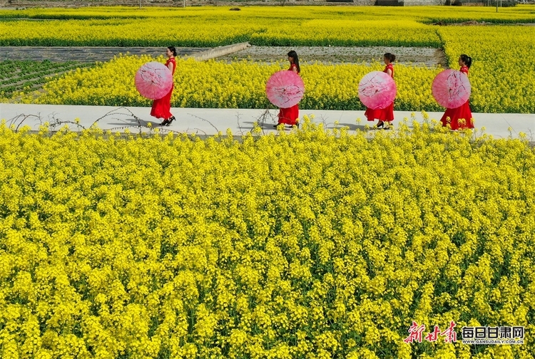 （焦点图列表+陇南列表+大美甘肃）白龙江畔油菜花竞相绽放 田畴沃野像调色板一样