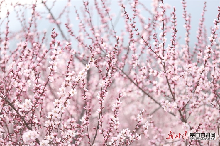 【平凉列表+文旅图文列表】平凉：灼灼桃花开 四方游客来