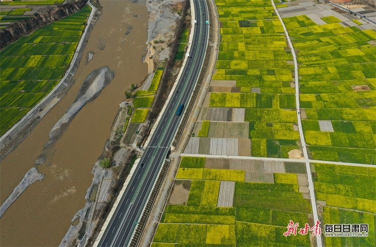 （焦点图列表+陇南列表+大美甘肃）白龙江畔油菜花竞相绽放 田畴沃野像调色板一样