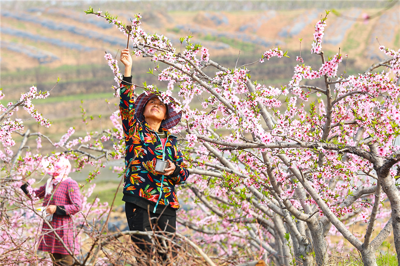 【与春天撞个满怀 打卡最美春景】信阳光山：共赴春风之约 尽赏万亩桃花_fororder_图片4