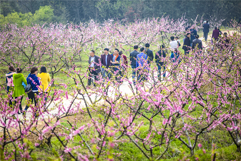 【与春天撞个满怀 打卡最美春景】信阳光山：共赴春风之约 尽赏万亩桃花_fororder_图片3