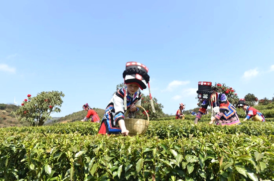 （供稿）贵州盘州：春茶采摘忙 深山茗飘香_fororder_茶场1