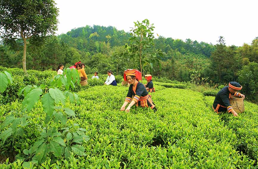 广西：春分时节采茶忙