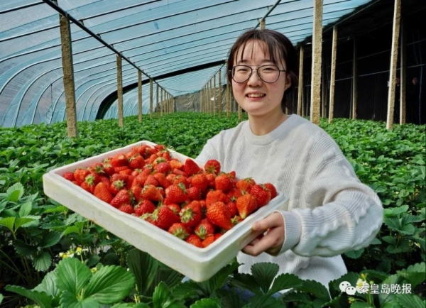 河北秦皇岛：返乡种草莓 带群众增收