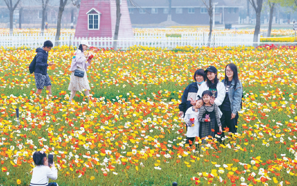 北京紫谷伊甸园虞美人进入盛放期 市民花海中畅游