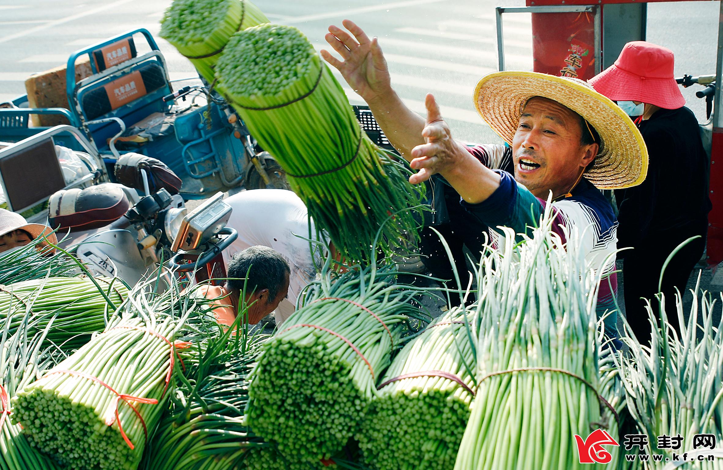 开封尉氏：蒜苔大丰收