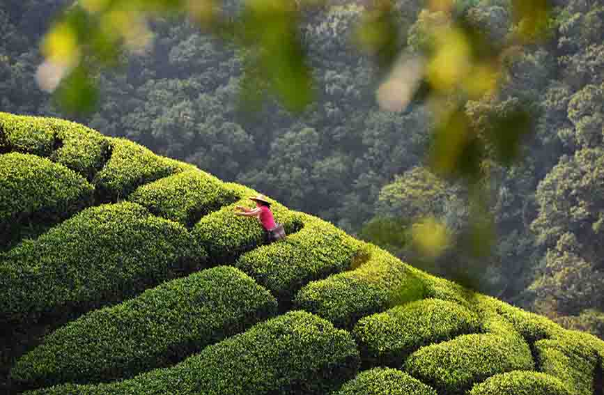 广西：春分时节采茶忙