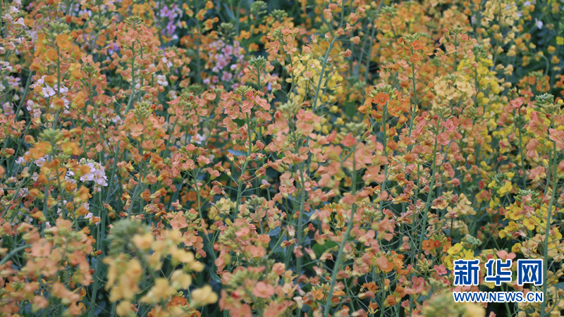 湖北南漳：五彩油菜花海仿佛油画世界