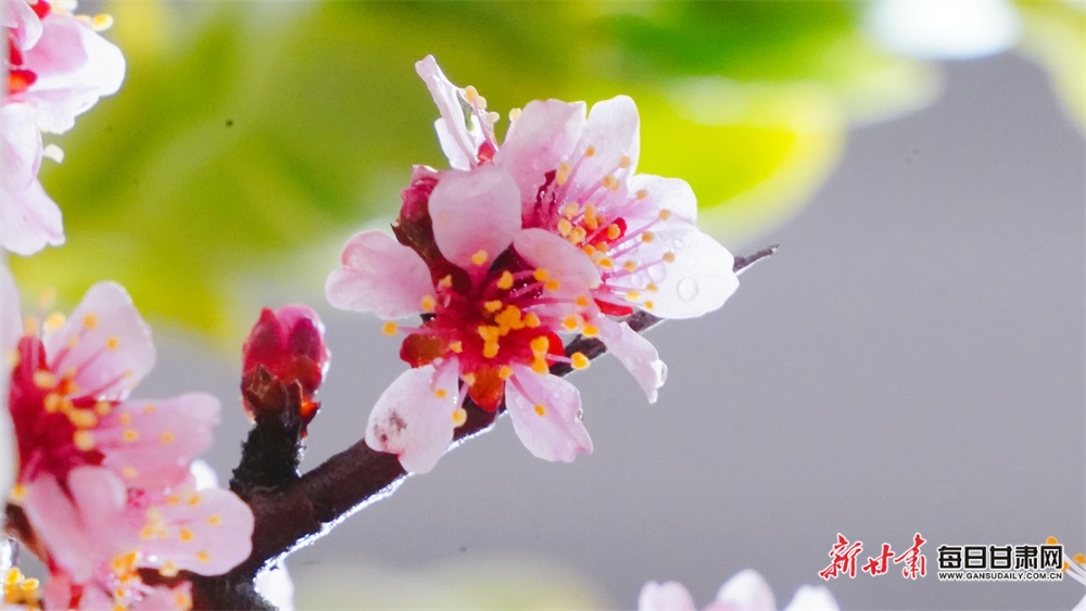 【大美甘肃】肃南境内珍稀植物蒙古扁桃开花啦！