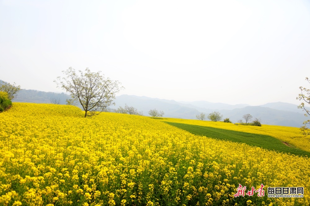 【文旅图文列表+陇南列表】又是一年菜花黄 徽县柳林美如画