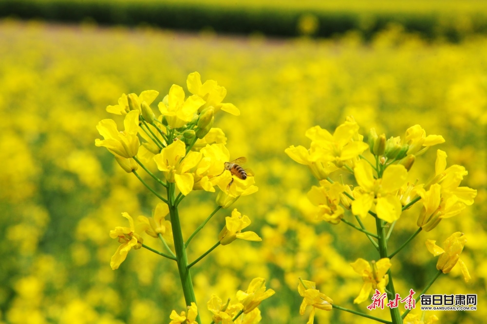 【文旅图文列表+陇南列表】又是一年菜花黄 徽县柳林美如画