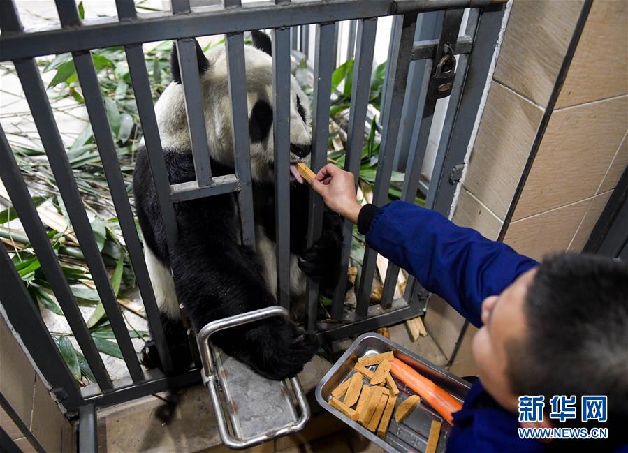 大熊猫的冬日生活