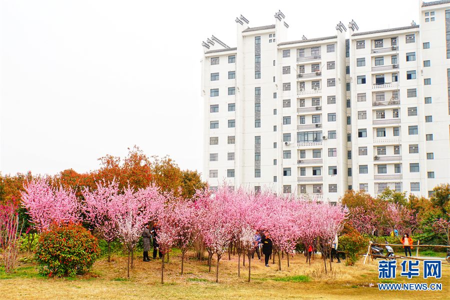 商丘柘城：小城三月春意浓 花红柳绿醉游人