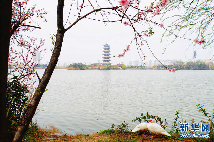 商丘柘城：小城三月春意浓 花红柳绿醉游人