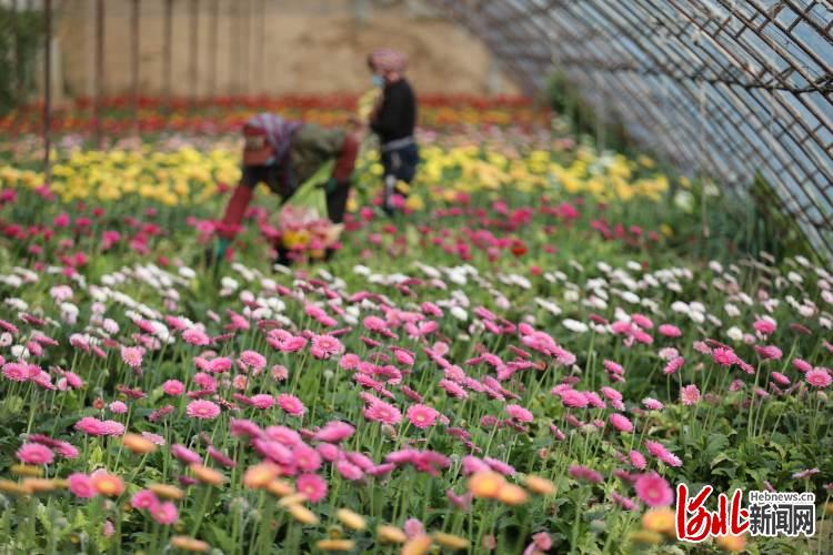 河北平泉：鲜花经济助力乡村振兴