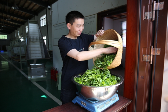 （供稿）毕节税务：税惠助力古茶焕新生_fororder_茶企收购村民采摘的茶青（摄影：郑婷）.JPG