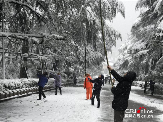 （已过审 供稿 旅游 三吴大地南京）钟山风景区值守人员雪夜坚守保护古树活化石