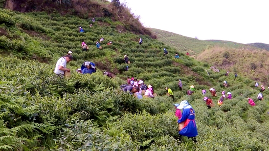 （供稿）贵州平塘迎来春茶采摘高峰期_fororder_采茶