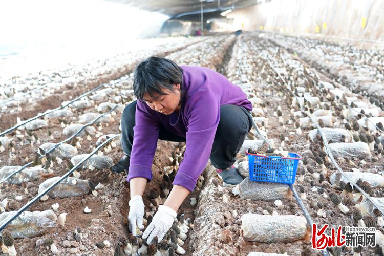 河北临城：发展设施农业 助农增收致富