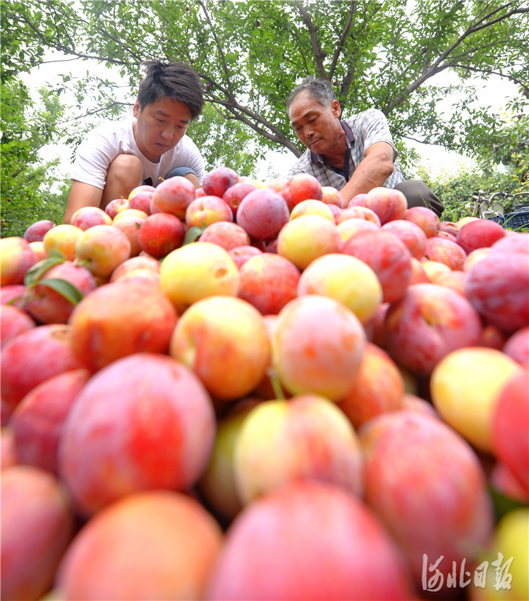 河北晋州：李子迎丰年