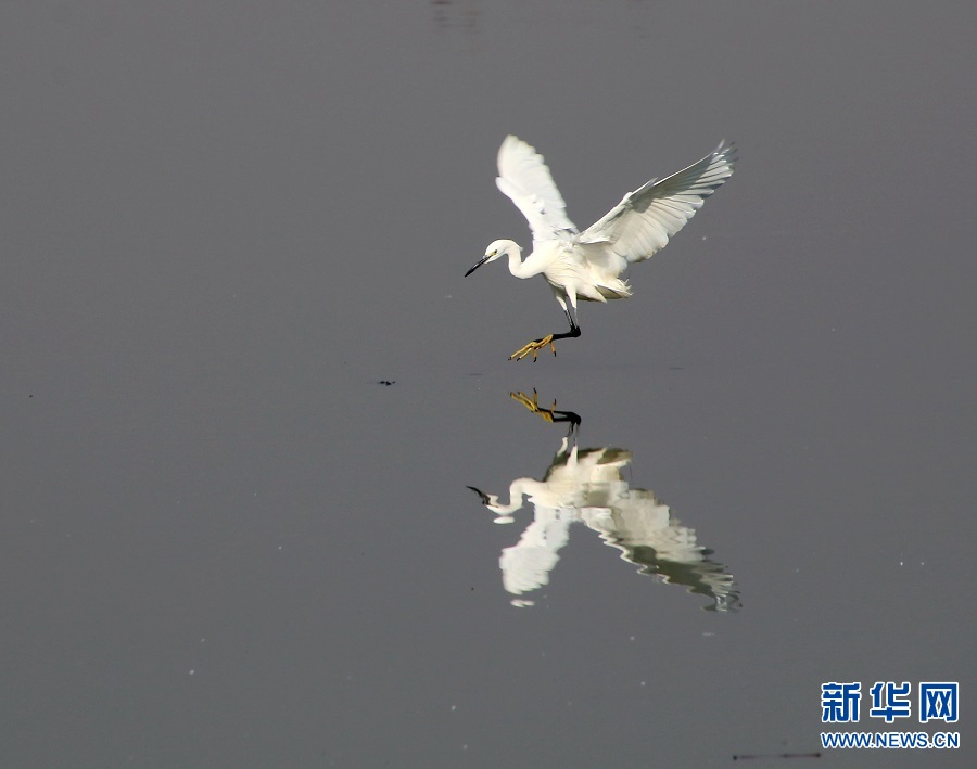 河南商丘：岸绿水清景美 白鹭蹁跹起舞