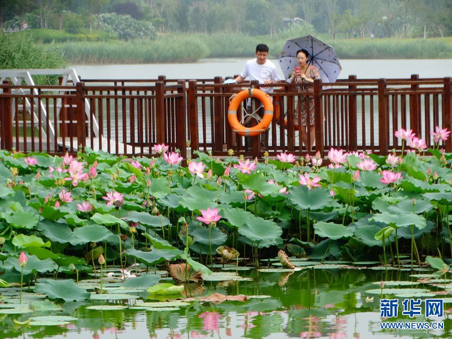 【城市远洋】河南开封：满池荷香入画来