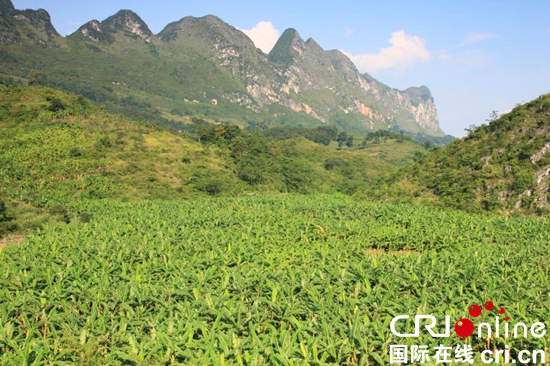 贵州关岭：国画山下果飘香