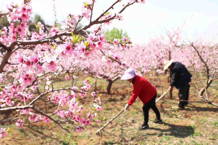 河北丰润：桃花艳 管护忙