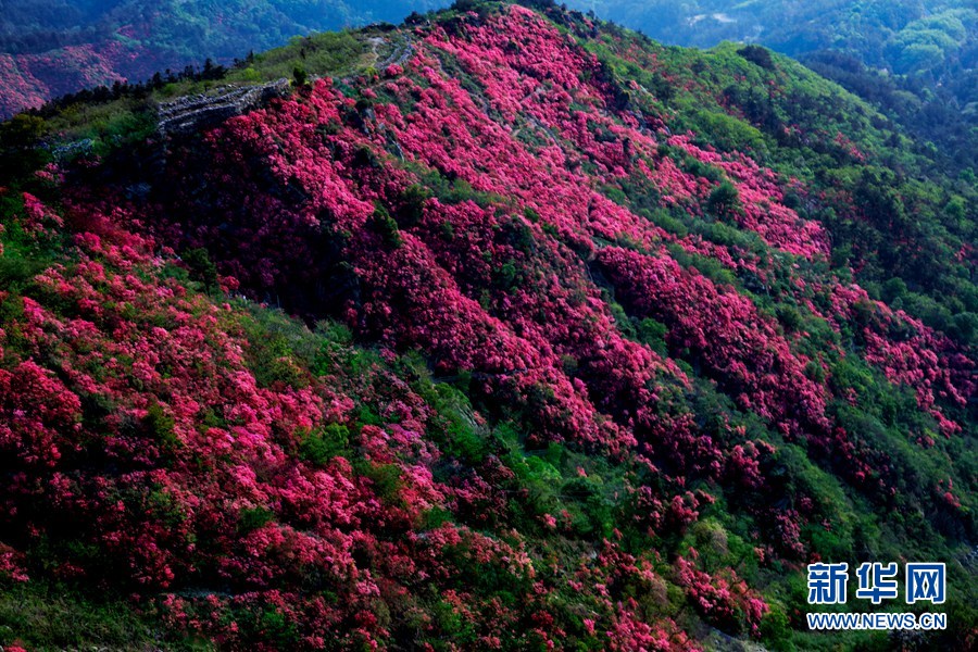 人间四月好风光 杜鹃花开映山红