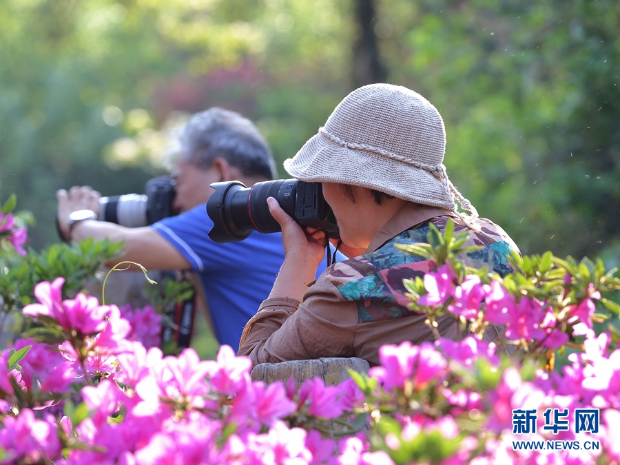 人间四月好风光 杜鹃花开映山红