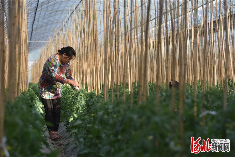 脱贫攻坚县区行｜河北阳原：夯基础 兴产业 防返贫