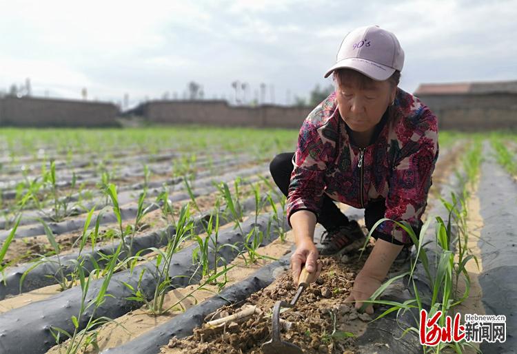 走向我们的小康生活｜河北蔚县：耿考英的小目标